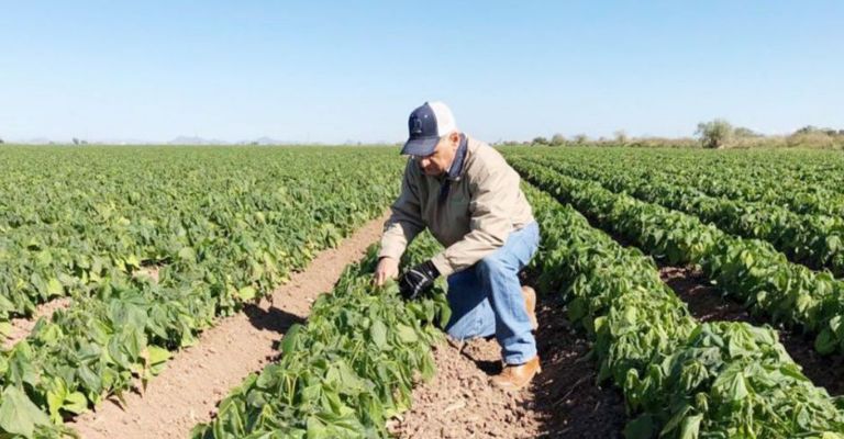 Valle de Guaymas y Empalme están entre los más saludables en Sonora, afirma Sader