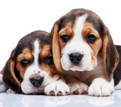 ¿Se esconde y parece deprimido? Señales de alarma de que tu perro no estaría bien y estaría enfermo