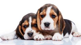 Foto que representa a ¿Se esconde y parece deprimido? Señales de alarma de que tu perro no estaría bien y estaría enfermo