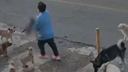 Foto que representa a Exfuncionario en Guanajuato condenado a pagar 32 mil 700 pesos tras muerte del gatito 'Gary'