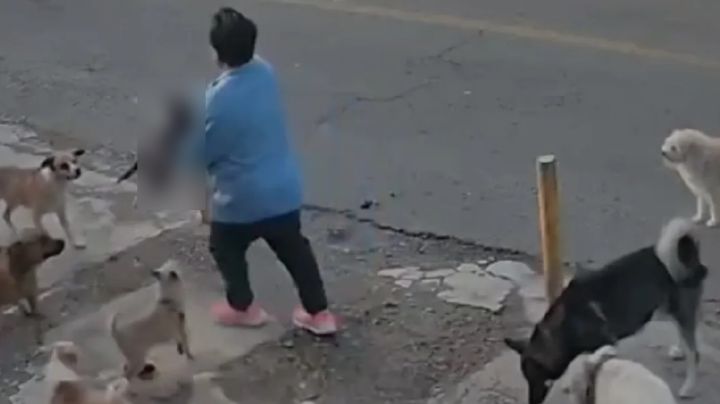 Exfuncionario en Guanajuato condenado a pagar 32 mil 700 pesos tras muerte del gatito 'Gary'