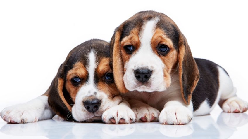 ¿Se esconde y parece deprimido? Señales de alarma de que tu perro no estaría bien y estaría enfermo