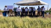 Foto ilustrativa de la nota titulada: Valle del Mayo festejará el Día del Agricultor este jueves por parte del Inifap