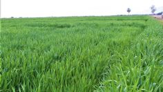 Productores de trigo en Guaymas temen baja producción por déficit de horas frío