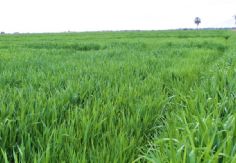 Foto ilustrativa de nota Productores de trigo en Guaymas temen baja producción por déficit de horas frío