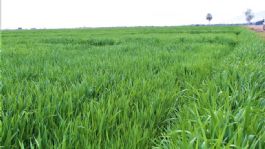 Foto que representa a Productores de trigo en Guaymas temen baja producción por déficit de horas frío