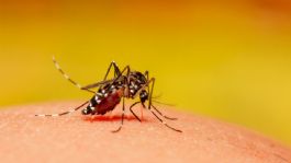 Foto que representa a Guía básica sobre el dengue: Qué es, cómo se detecta, cuáles son los síntomas y cómo prevenirlo