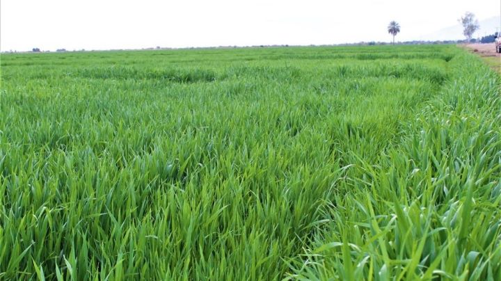 Productores de trigo en Guaymas temen baja producción por déficit de horas frío