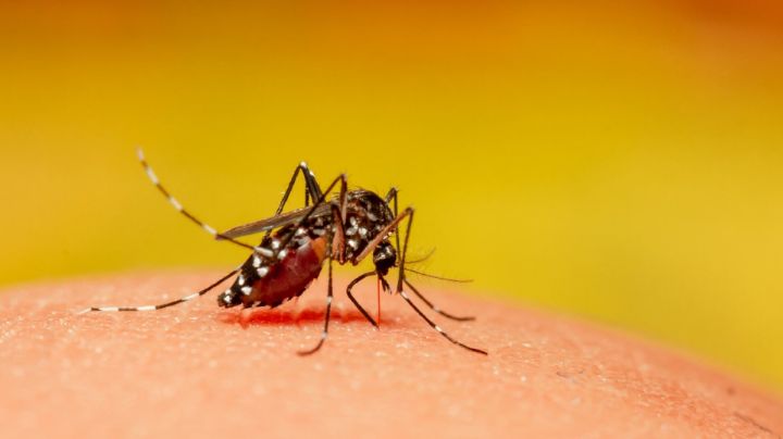 Guía básica sobre el dengue: Qué es, cómo se detecta, cuáles son los síntomas y cómo prevenirlo