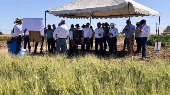 Valle del Mayo festejará el Día del Agricultor este jueves por parte del Inifap