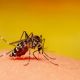 Guía básica sobre el dengue: Qué es, cómo se detecta, cuáles son los síntomas y cómo prevenirlo