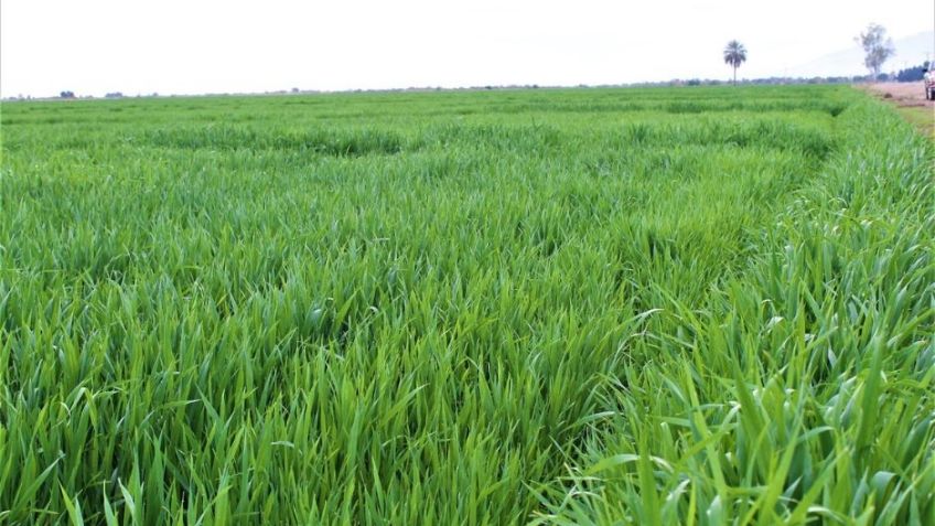 Productores de trigo en Guaymas temen baja producción por déficit de horas frío