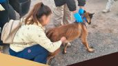 Foto ilustrativa de la nota titulada: Rescatan a perro maltratado en domicilio de Navojoa; tenía deshidratación y desnutrición