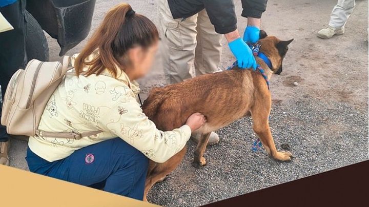 Rescatan a perro maltratado en domicilio de Navojoa; tenía deshidratación y desnutrición