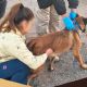 Rescatan a perro maltratado en domicilio de Navojoa; tenía deshidratación y desnutrición