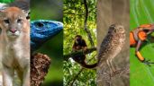 Foto ilustrativa de la nota titulada: Día Mundial de la Vida Silvestre: Efemérides de HOY 3 de MARZO, acontecimientos que marcaron a México y el mundo