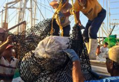 Foto ilustrativa de nota Conapesca anuncia seis periodos de veda y cinco de aprovechamiento en marzo de 2026