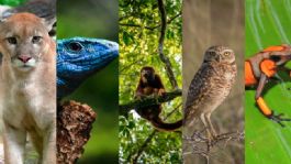 Foto que representa a Día Mundial de la Vida Silvestre: Efemérides de HOY 3 de MARZO, acontecimientos que marcaron a México y el mundo