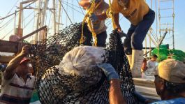 Foto que representa a Conapesca anuncia seis periodos de veda y cinco de aprovechamiento en marzo de 2026