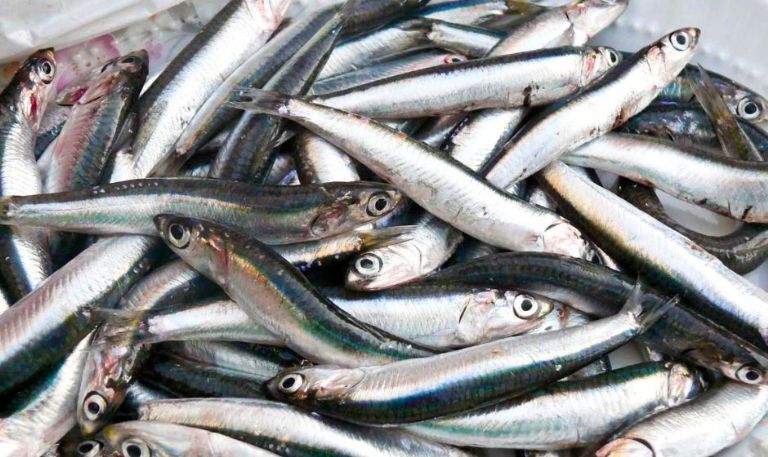 Conapesca anuncia seis periodos de veda y cinco de aprovechamiento en marzo de 2026