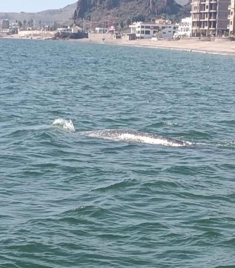 Continuarán avistamientos de ballenas en la región de playas de Miramar y San Carlos