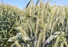 Foto ilustrativa de nota Registro de horas frío en el Valle del Yaqui cierra muy por debajo de lo esperado y alarma a trigueros