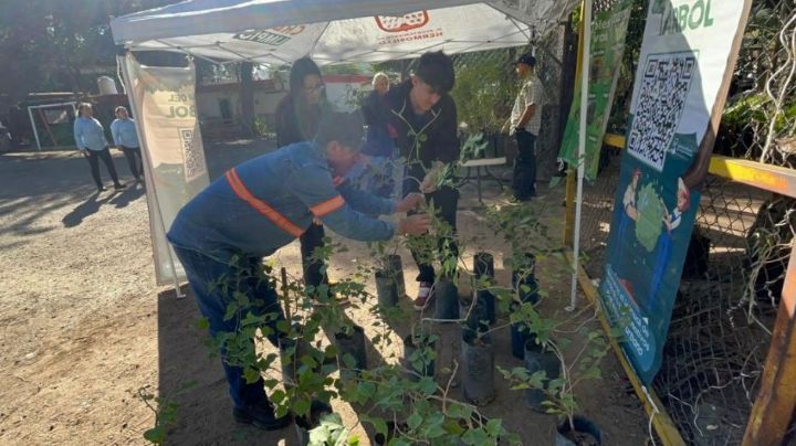 Participan ciudadanos de Hermosillo en nueva jornada de donación de árboles nativos