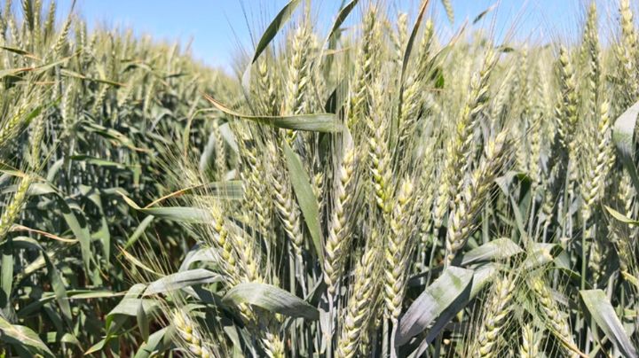 Registro de horas frío en el Valle del Yaqui cierra muy por debajo de lo esperado y alarma a trigueros