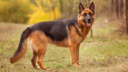 Foto que representa a Displasia de cadera canina: Signos que tu perro enfrenta esta enfermedad degenerativa y tips de cuidado