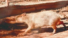 Foto que representa a Centro Ecológico de Sonora se renueva: Habrá nuevas especies y se rehabilitarán espacios