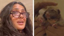 Foto que representa a (VIDEO) Acto de amor de Salma Hayek, rescata a una perrita y ahora busca hogar para 10 cachorros