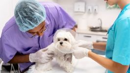 Foto que representa a Dirección de Salud de Ciudad Obregón instalará quirófano móvil para esterilizar mascotas callejeras