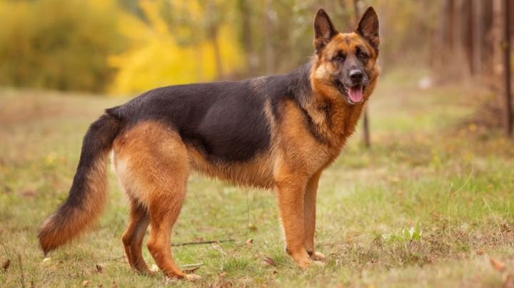 Displasia de cadera canina: Signos que tu perro enfrenta esta enfermedad degenerativa y tips de cuidado