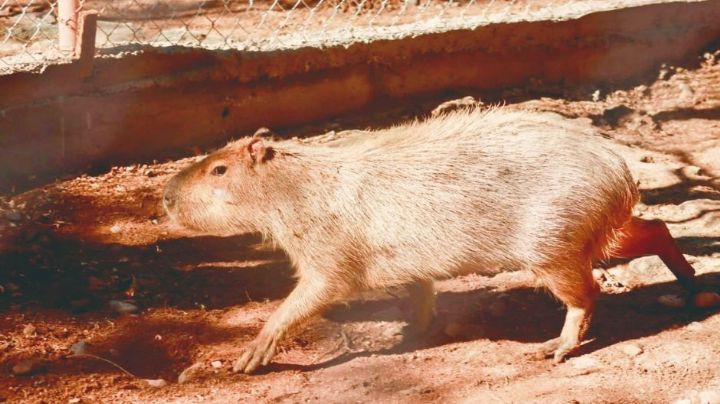 Centro Ecológico de Sonora se renueva: Habrá nuevas especies y se rehabilitarán espacios