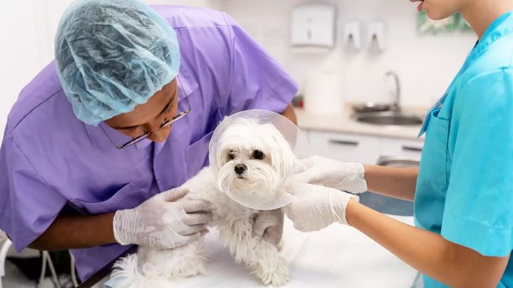 Dirección de Salud de Ciudad Obregón instalará quirófano móvil para esterilizar mascotas callejeras