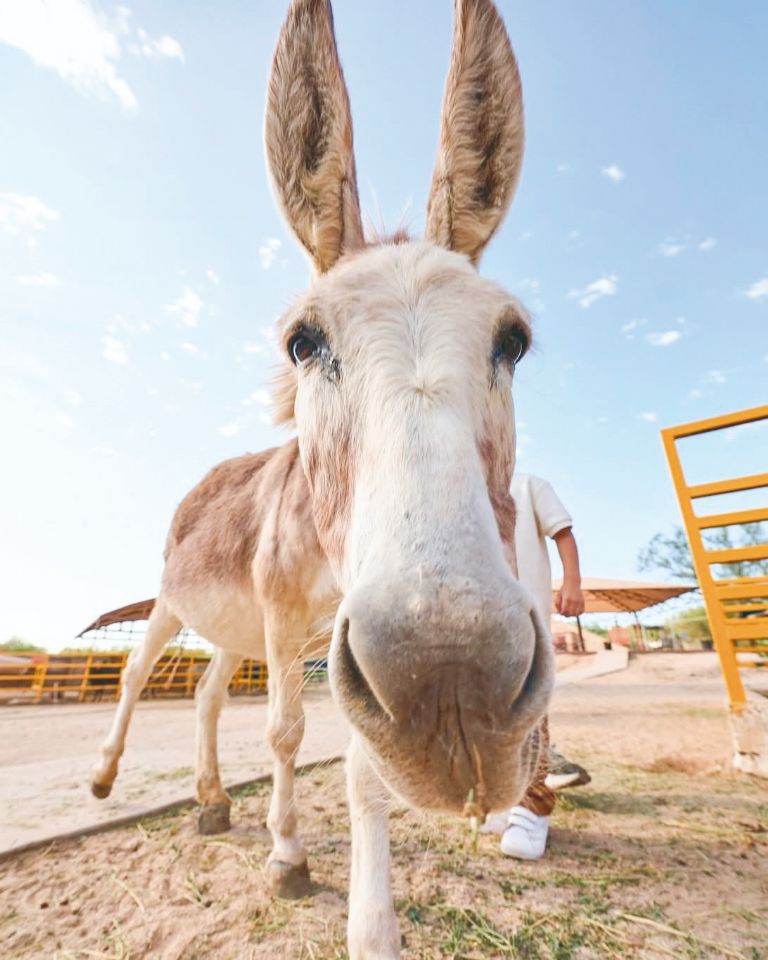 Centro Ecológico de Sonora se renueva: Habrá nuevas especies y se rehabilitaran espacios