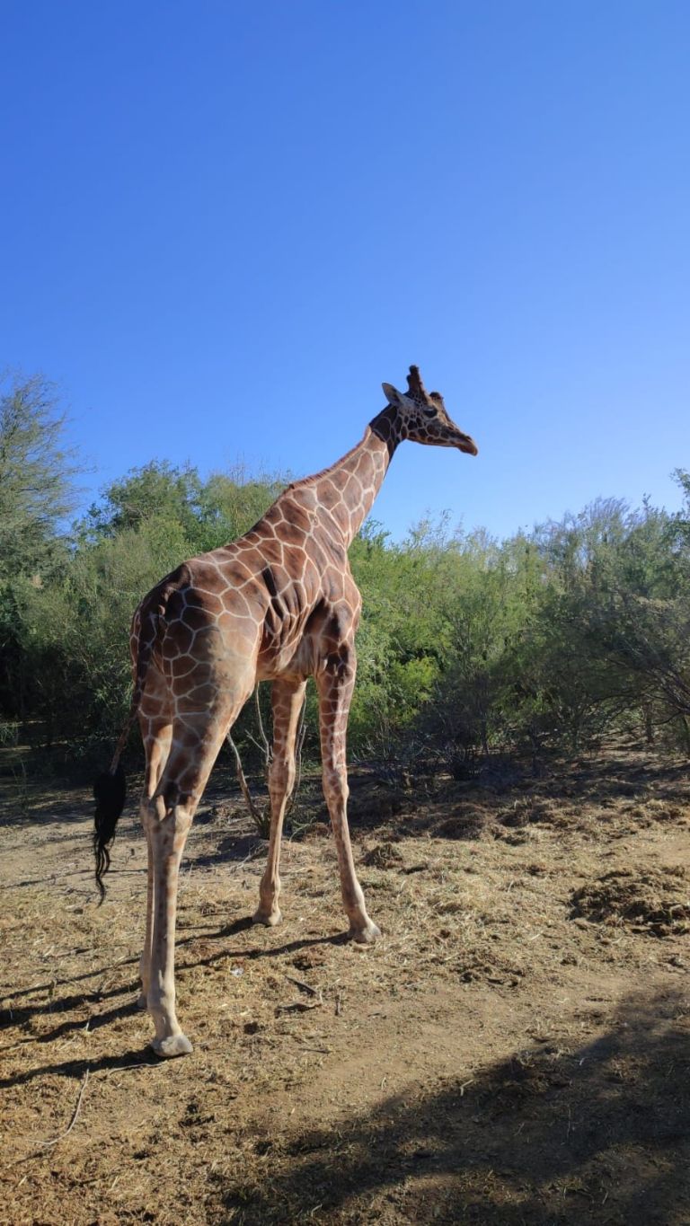 Centro Ecológico de Sonora se renueva: Habrá nuevas especies y se rehabilitaran espacios