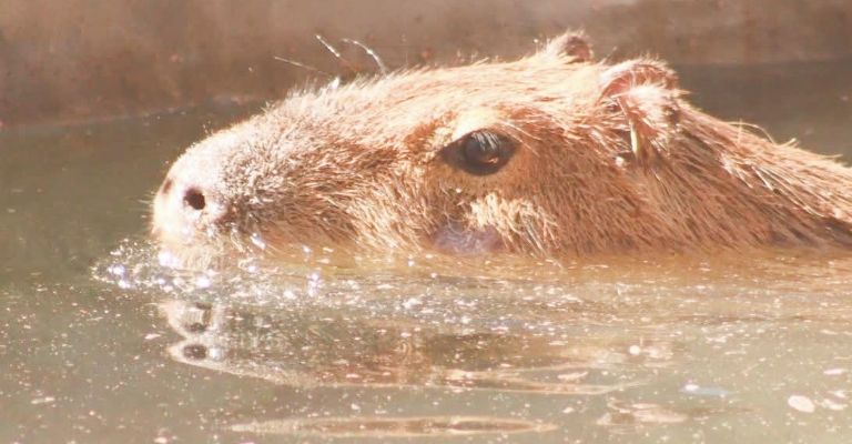 Centro Ecológico de Sonora se renueva: Habrá nuevas especies y se rehabilitaran espacios