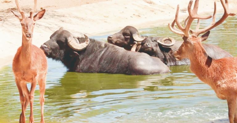 Centro Ecológico de Sonora se renueva: Habrá nuevas especies y se rehabilitaran espacios