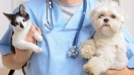 Foto que representa a Anuncian Semana Nacional de Vacunación Antirrábica: Conoce FECHAS y LUGARES para acudir en Sonora