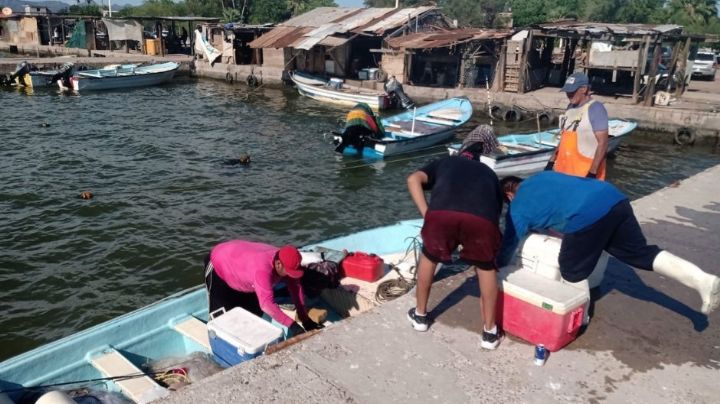 Duro golpea al sector pesquero de Guaymas: Pescadores se encuentran en crisis por la veda