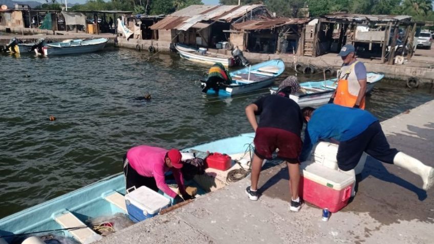 Duro golpea al sector pesquero de Guaymas: Pescadores se encuentran en crisis por la veda