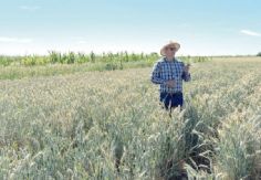 Foto ilustrativa de nota Gilberto Rodríguez Pérez, profesor e investigador que impulsa la agricultura sostenible en el Valle del Yaqui