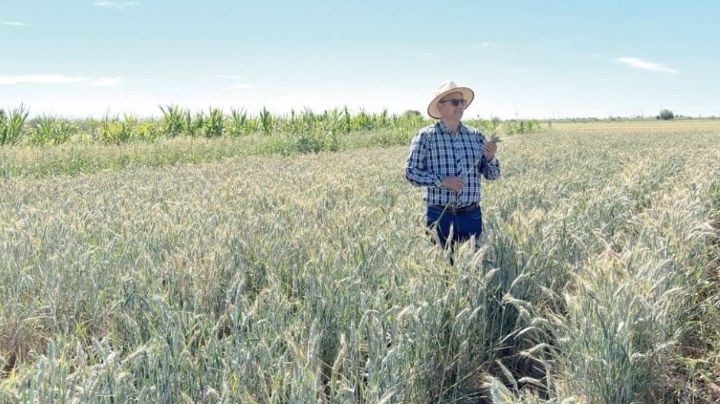Gilberto Rodríguez Pérez, profesor e investigador que impulsa la agricultura sostenible en el Valle del Yaqui