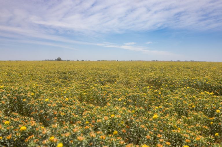 La titular de la Secretaría de Agricultura, Ganadería, Recursos Hidráulicos, Pesca y Acuacultura (Sagarhpa), Célida López