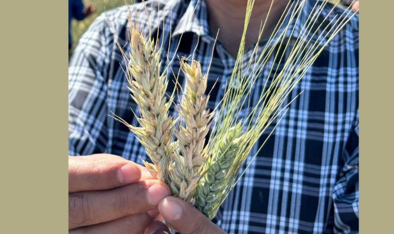 Gilberto Rodríguez Pérez, profesor e investigador que impulsa la agricultura sostenible en el Valle del Yaqui