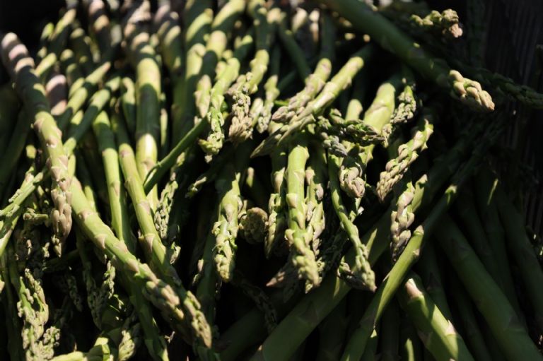 SADER Sonora impulsa más de 25 mil hectáreas en el distrito de Caborca y destina 3,420 mdp al campo de la región