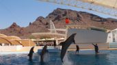 Foto ilustrativa de la nota titulada: Gobierno de Sonora invita a la población a disfrutar el delfinario en Guaymas esta Semana Santa