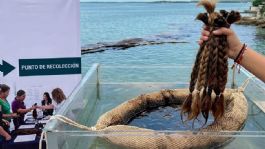 Foto que representa a ¿Por qué es importante recolectar cabello para limpiar el derrame en el Golfo y cómo funciona?