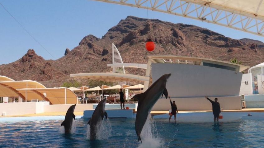 Gobierno de Sonora invita a la población a disfrutar el delfinario en Guaymas esta Semana Santa